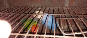Love Bird