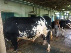 অস্ট্রেলিয়ান ফ্রিজিয়ান ষাঁড় ৪০ মণ ওজনের বিক্রয়ের জন্য