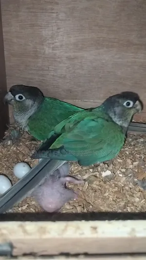 Tq Blue Conure