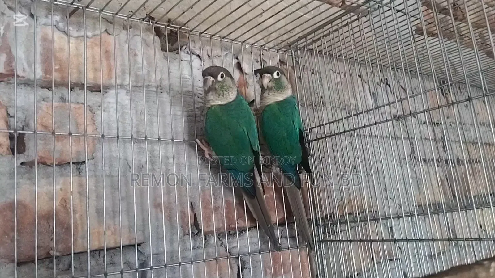 Tq Blue Conure