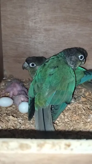Tq Blue Conure