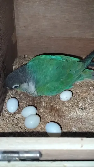Tq Blue Conure