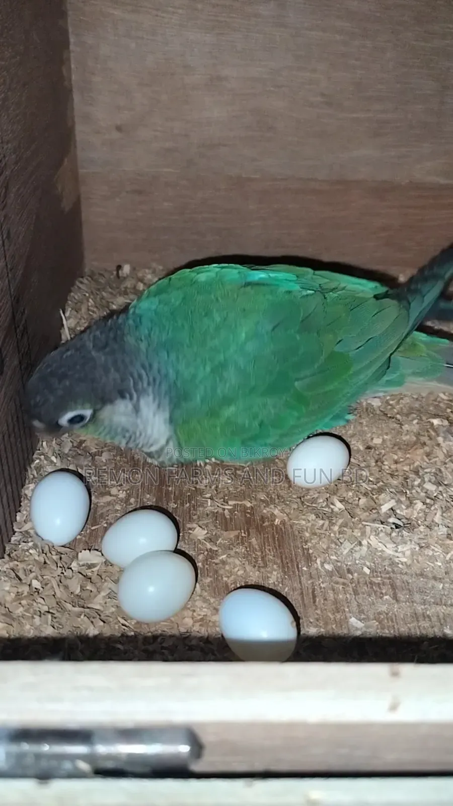 Tq Blue Conure