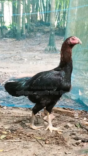 সরালি রানিং মুরগী