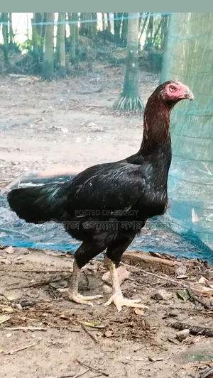 সরালি রানিং মুরগী