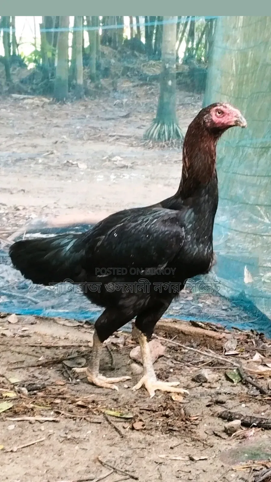 সরালি রানিং মুরগী