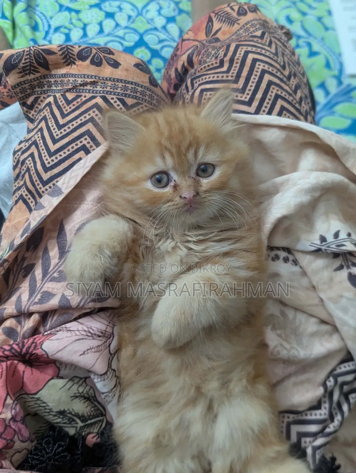 1-3 Months Female Purebred Persian