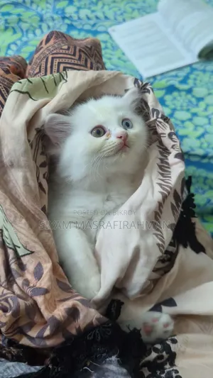 1-3 Months Female Purebred Persian