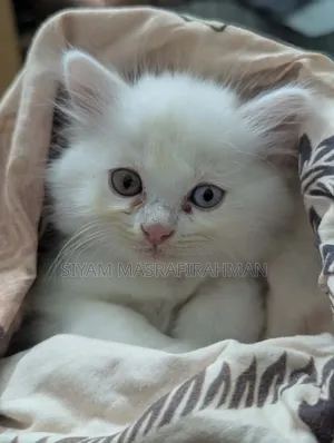 1-3 Months Female Purebred Persian
