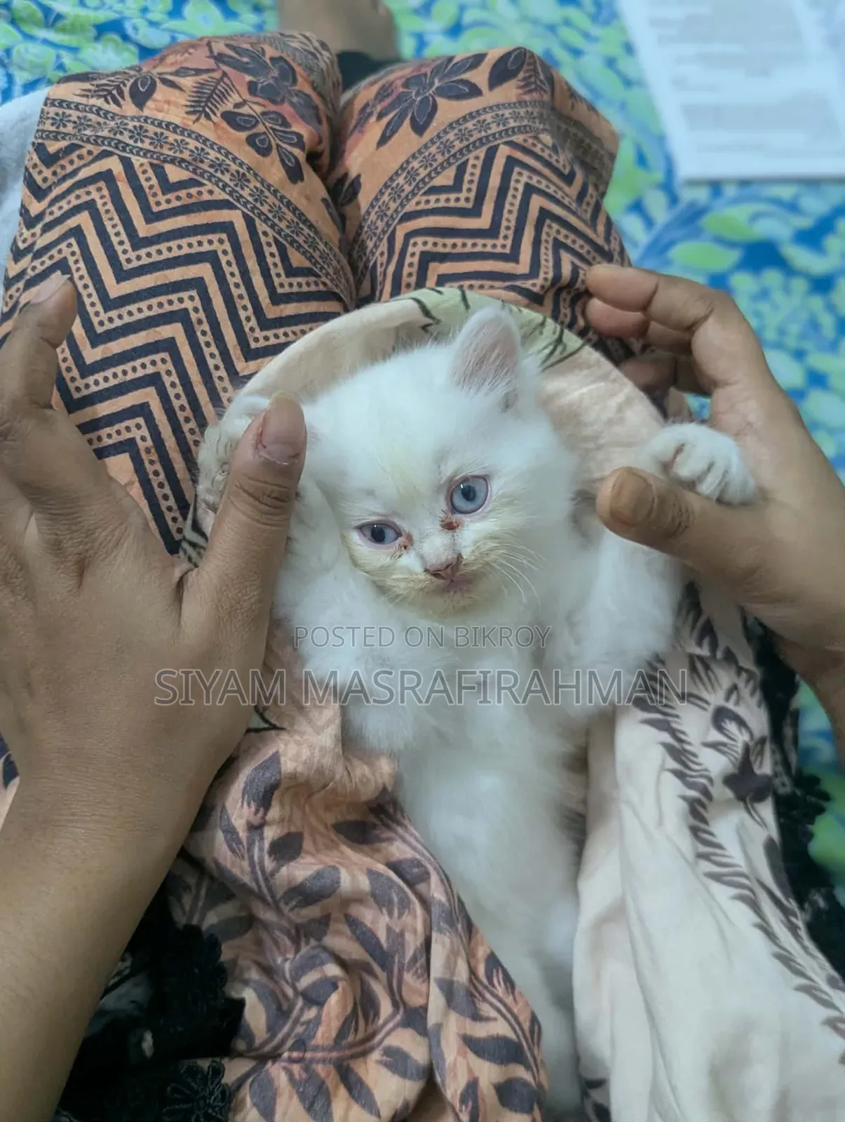 1-3 Months Female Purebred Persian