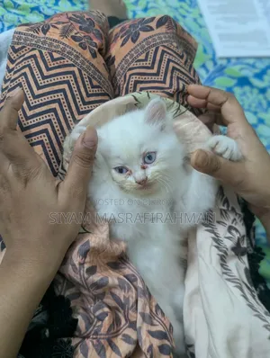 1-3 Months Female Purebred Persian