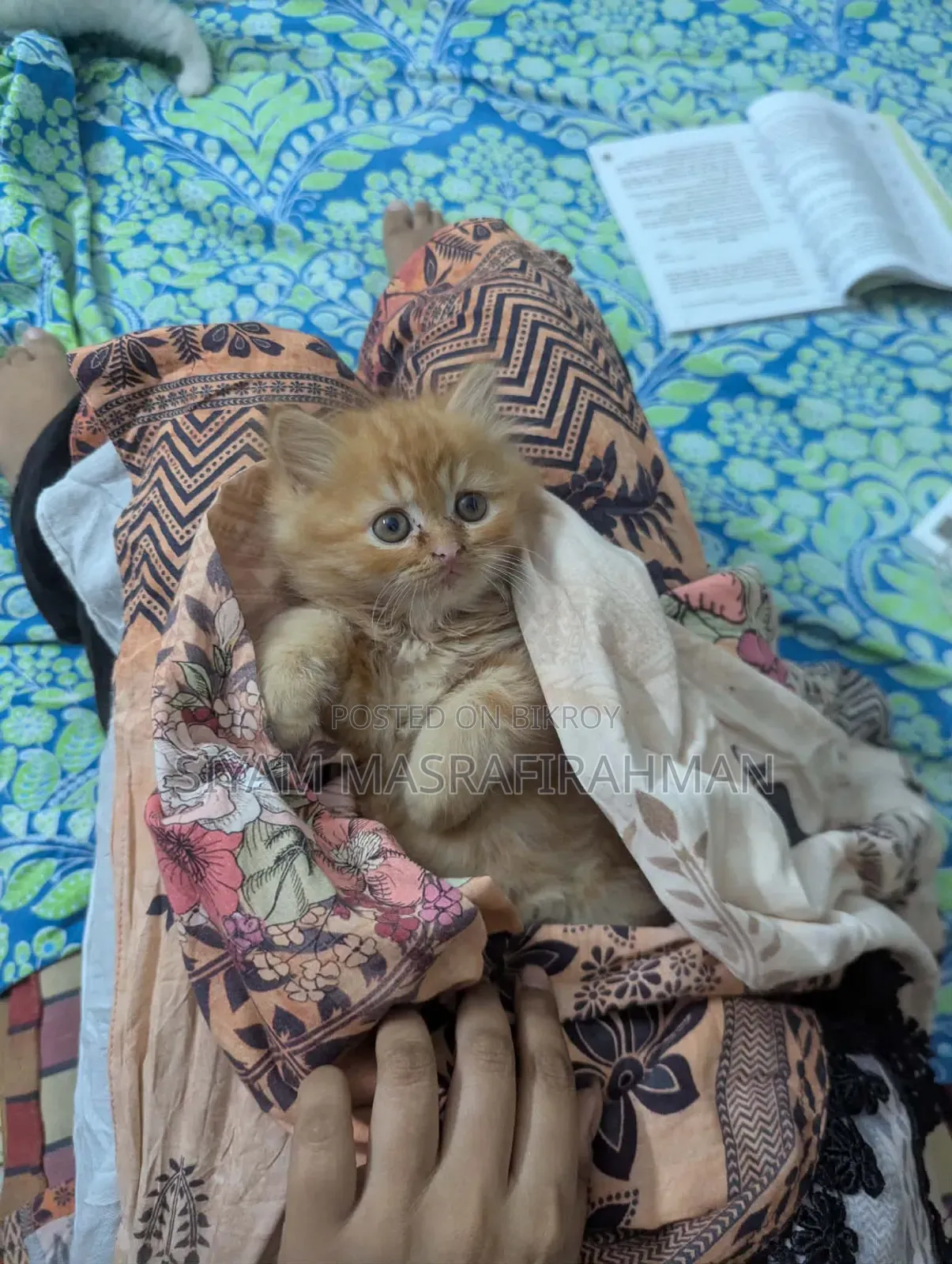 1-3 Months Female Purebred Persian