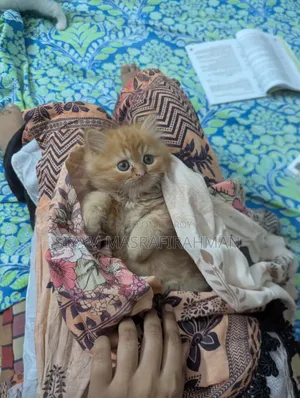 1-3 Months Female Purebred Persian