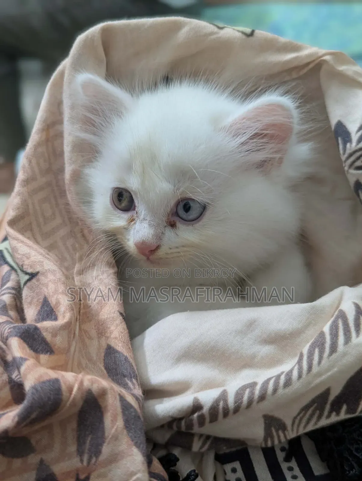 1-3 Months Female Purebred Persian
