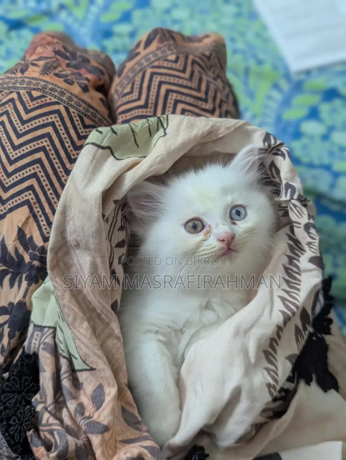 1-3 Months Female Purebred Persian