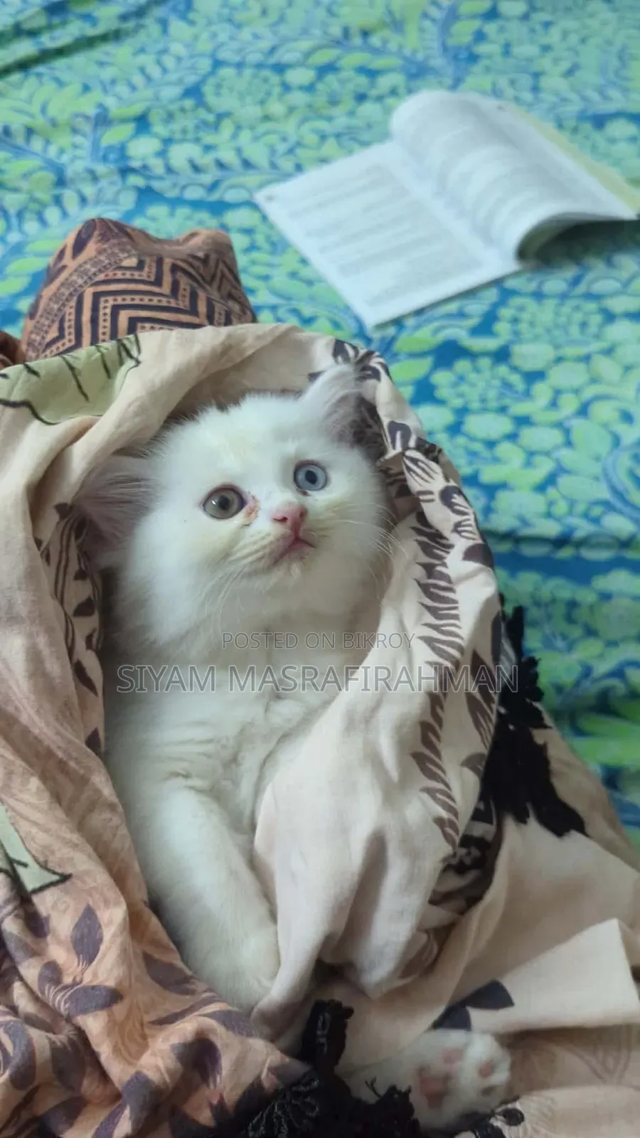1-3 Months Female Purebred Persian