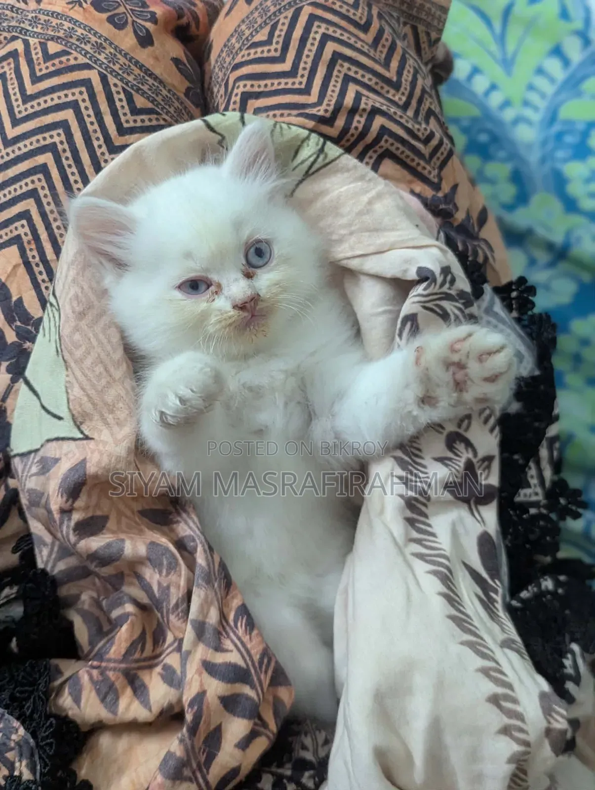 1-3 Months Female Purebred Persian