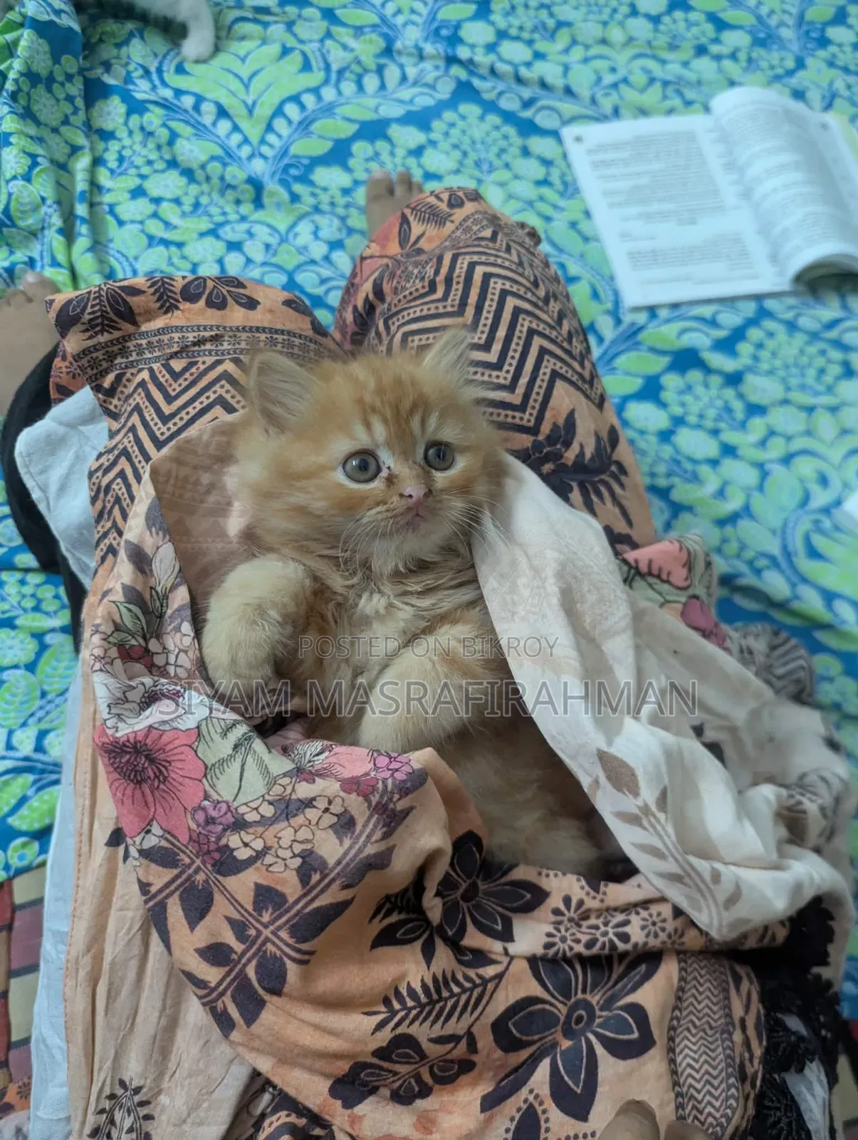 1-3 Months Female Purebred Persian