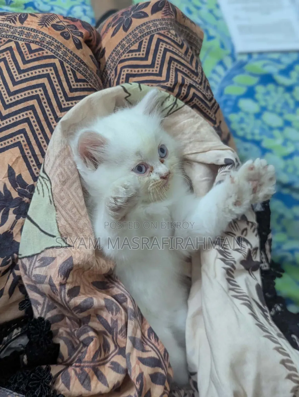 1-3 Months Female Purebred Persian