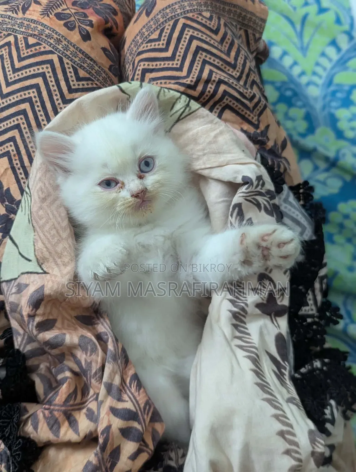 1-3 Months Female Purebred Persian