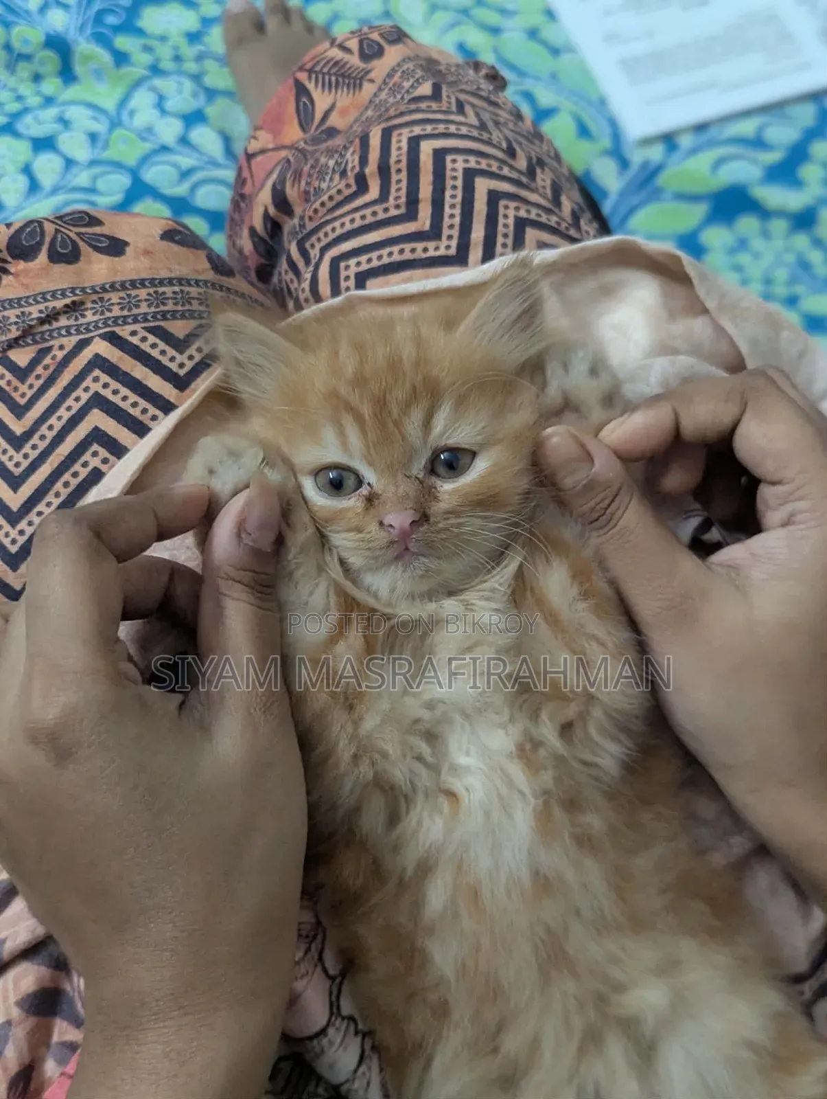 1-3 Months Female Purebred Persian