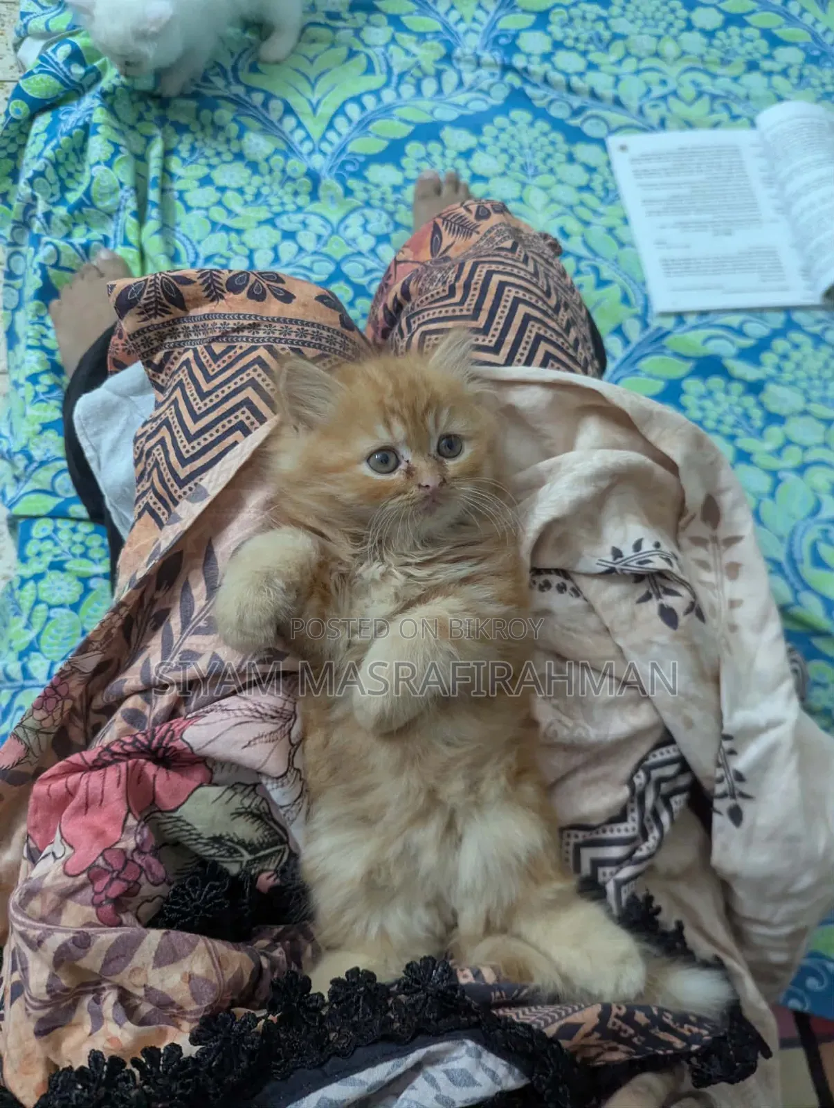 1-3 Months Female Purebred Persian