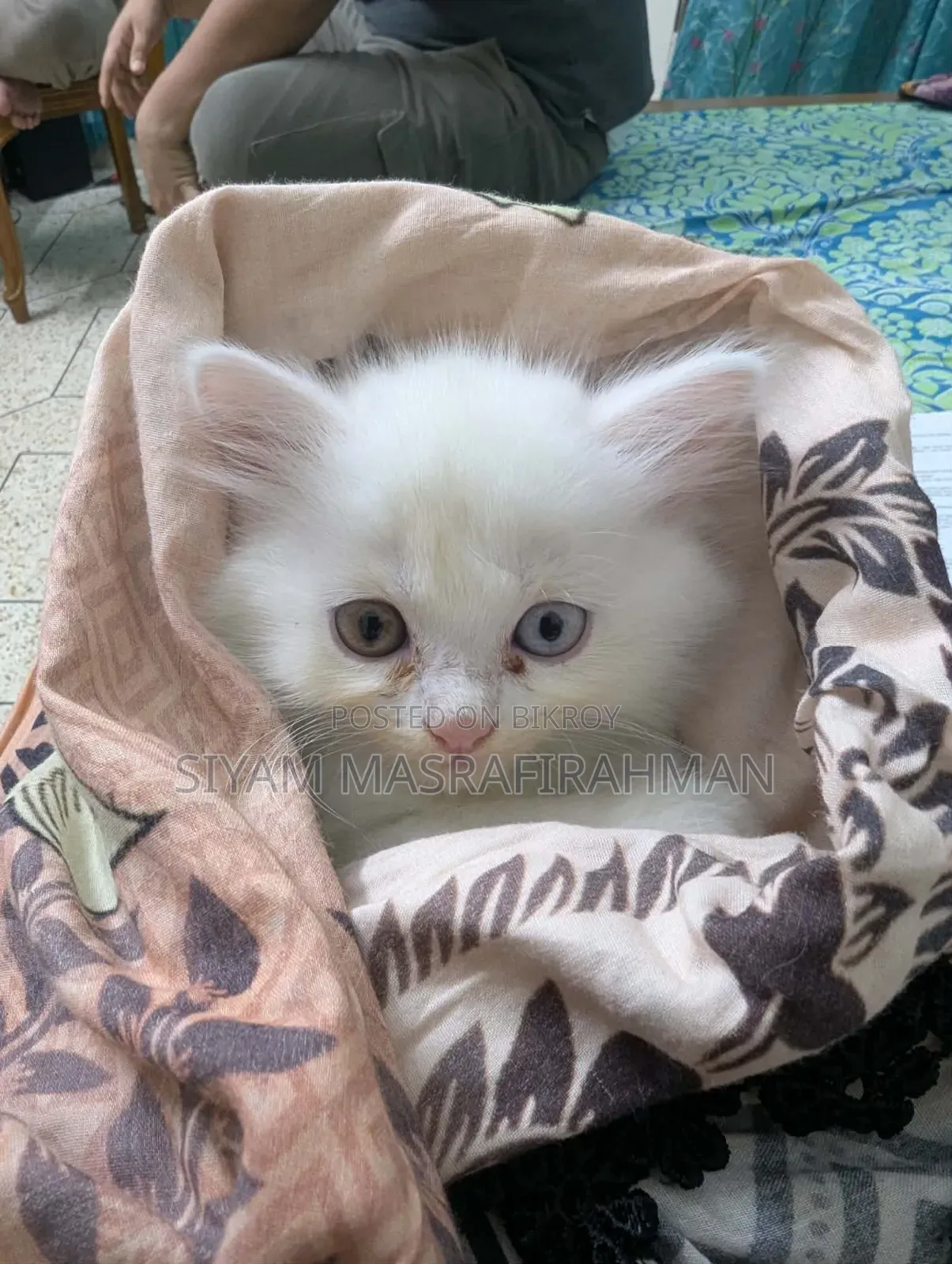 1-3 Months Female Purebred Persian