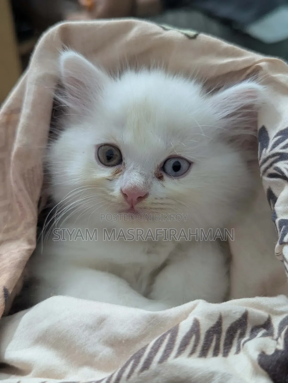 1-3 Months Female Purebred Persian