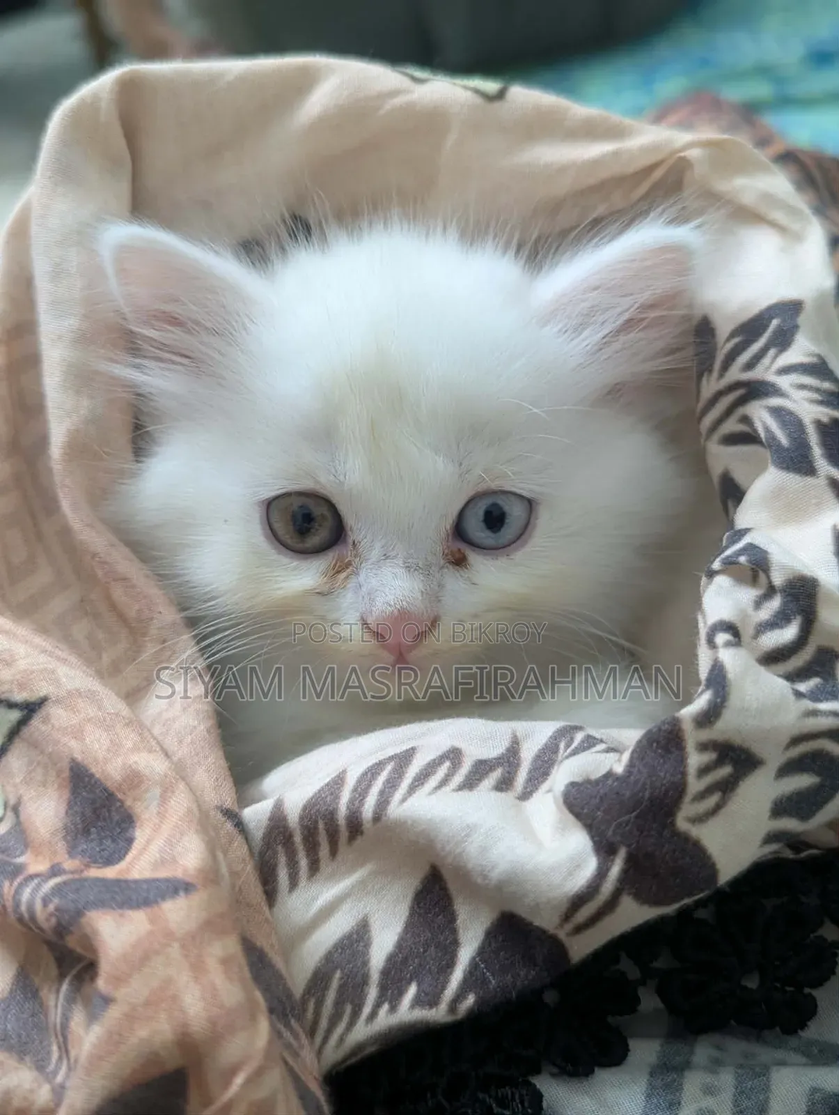 1-3 Months Female Purebred Persian