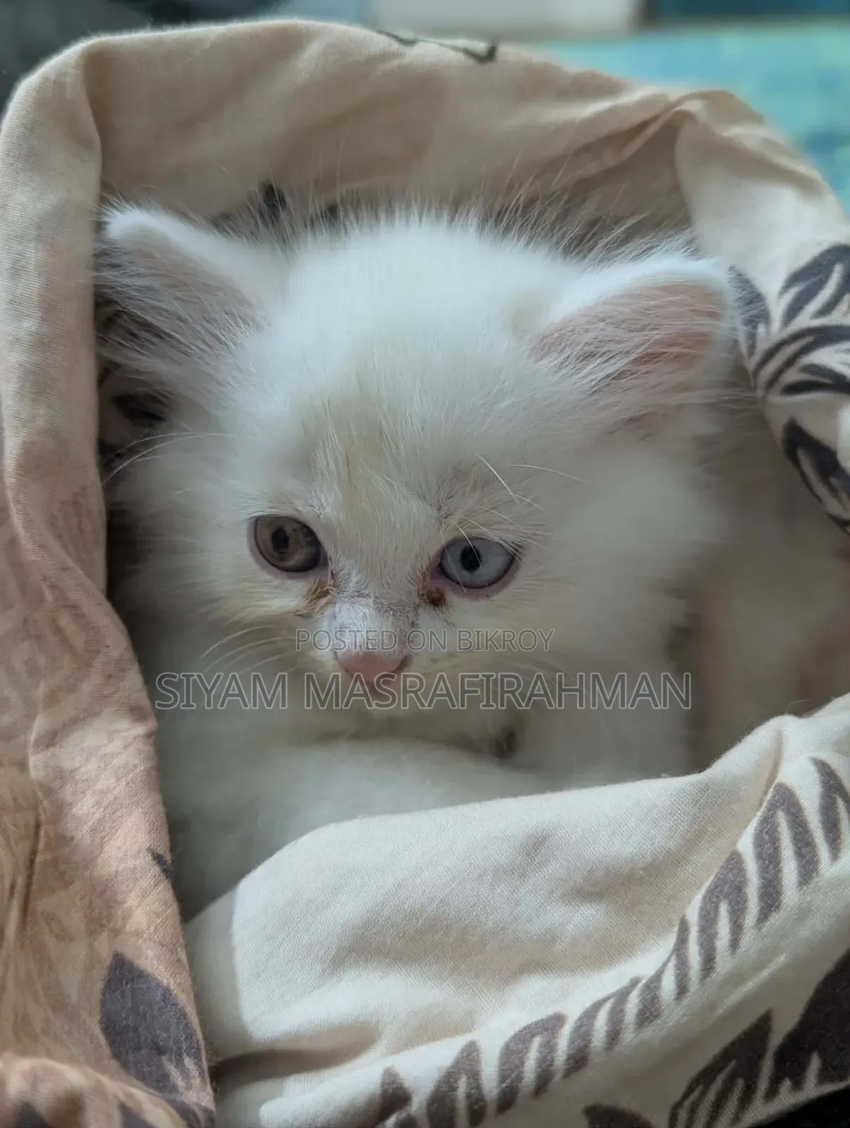 1-3 Months Female Purebred Persian