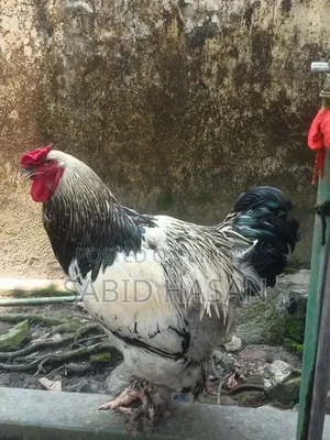 আমেরিকান কলম্বিয়ান লাইট ব্রাহমা মুরগি