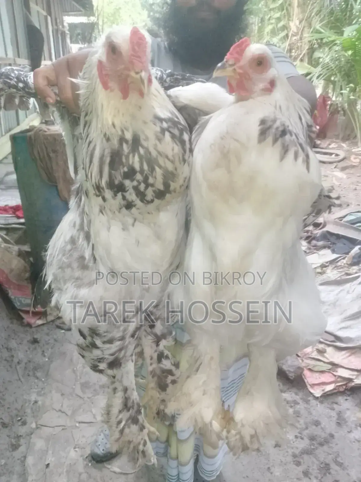 ব্রাহামা মুরগি