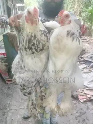 ব্রাহামা মুরগি