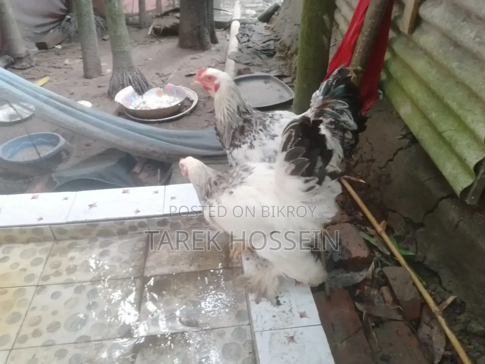 ব্রাহামা মুরগি