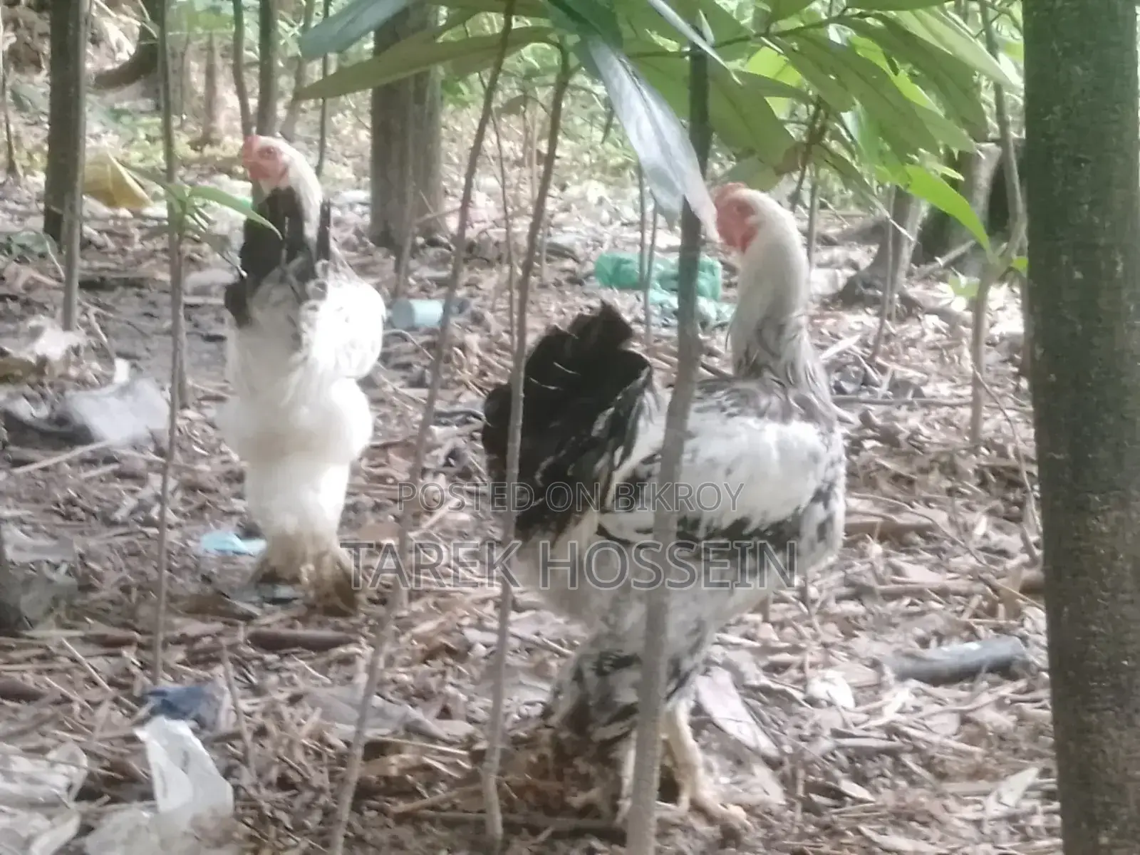ব্রাহামা মুরগি