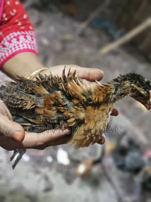 Pure Desi Murgir Baccha