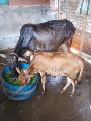 দেশি গরু ও বাছুর