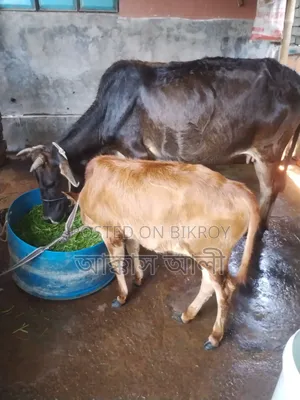 দেশি গরু ও বাছুর