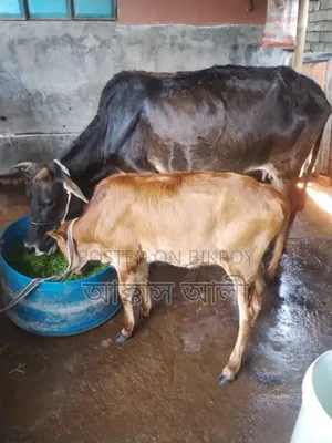 দেশি গরু ও বাছুর