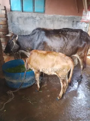 দেশি গরু ও বাছুর