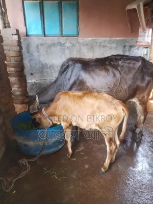 দেশি গরু ও বাছুর