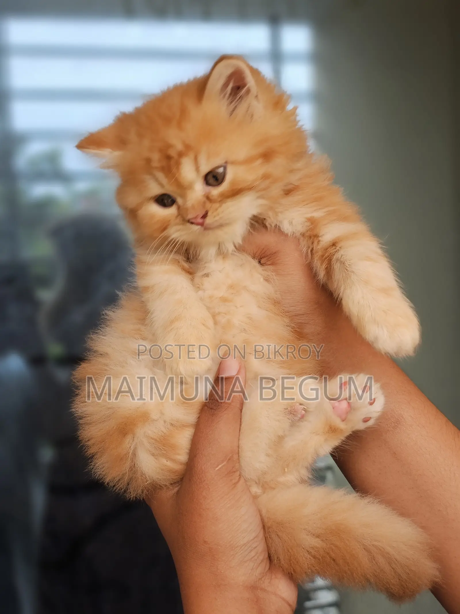 1-3 Months Male Purebred Persian