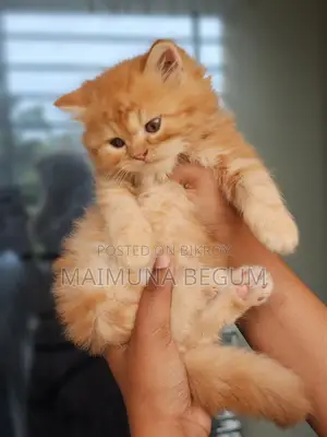 1-3 Months Male Purebred Persian