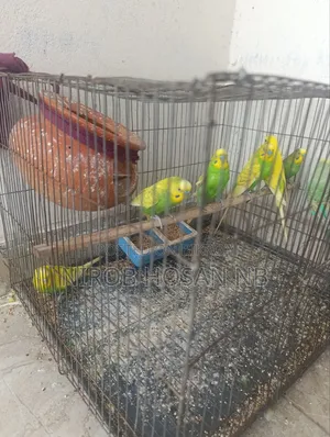 বাজিগর পাখি টাকা দরকার তাই সেল করবো