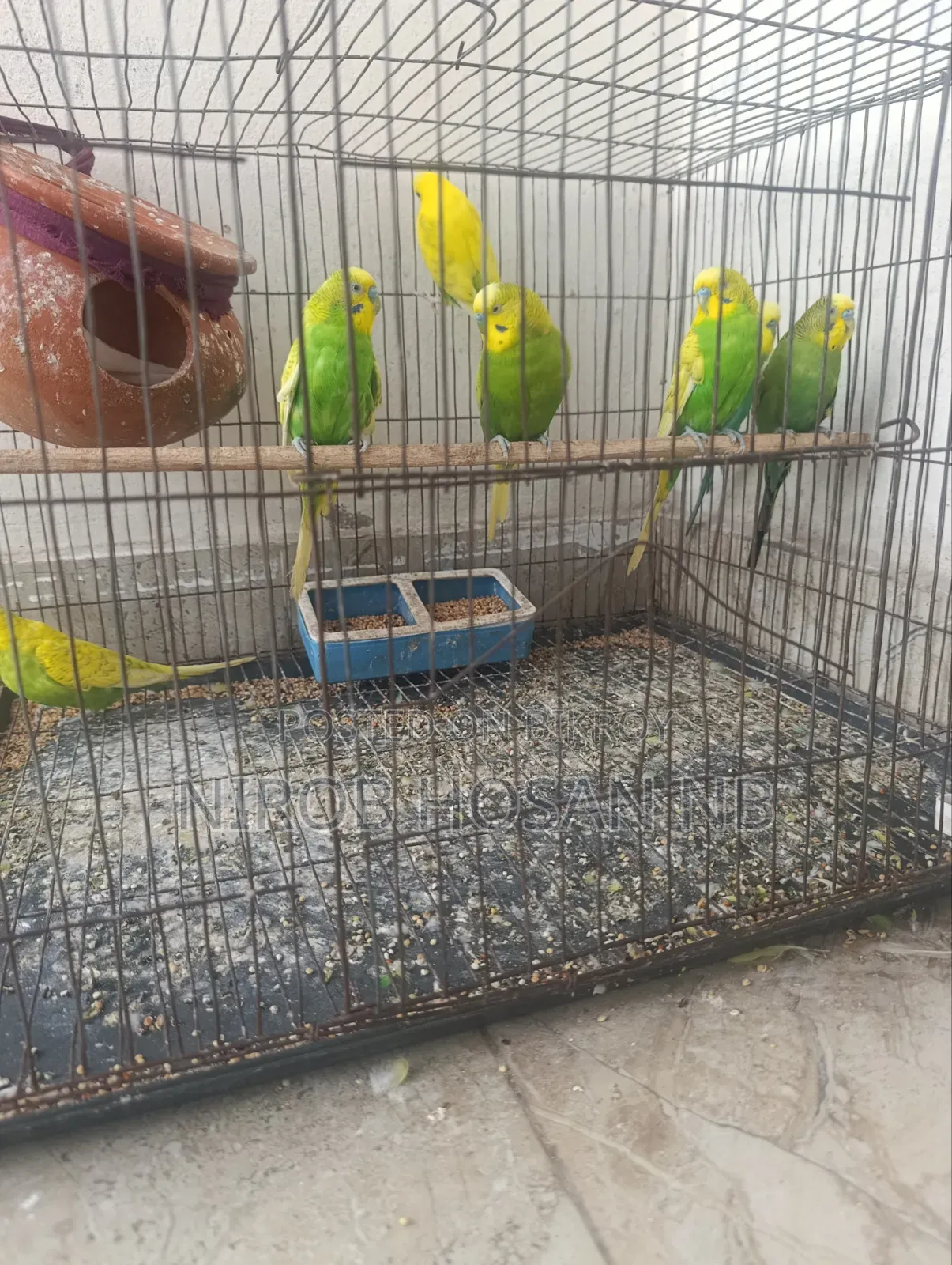 বাজিগর পাখি টাকা দরকার তাই সেল করবো