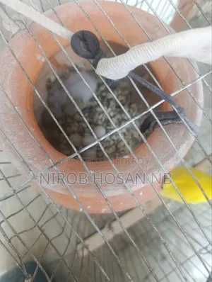 বাজিগর পাখি টাকা দরকার তাই সেল করবো
