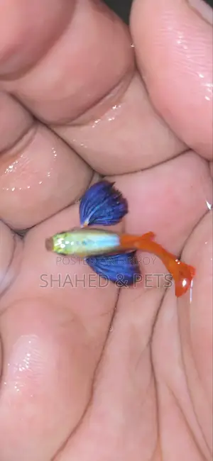 Red Tail Platinum Dumbo/Elephant Ear Guppy Fish