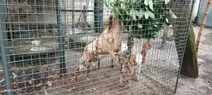 আকর্ষণীয় বীতল/যমুনাপারি ক্রস জাতের ছাগল সাশ্রয়ী মূল্যে বিক্রি হবে!