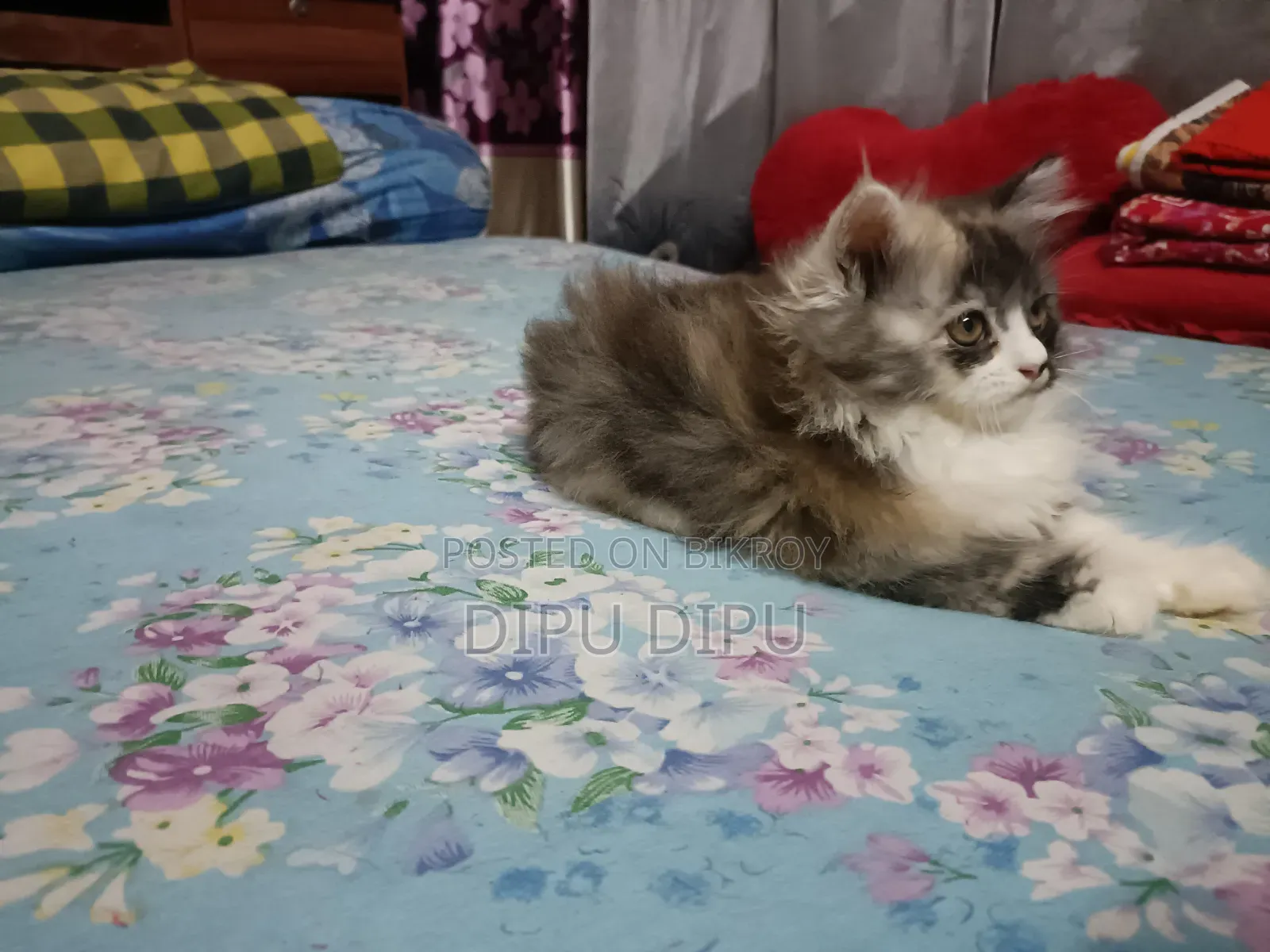1-3 Months Female Purebred Persian