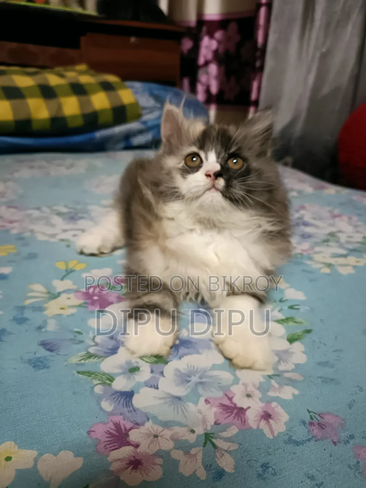 1-3 Months Female Purebred Persian